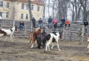 Fundacja Tara Schronisko dla koni Wrocław