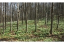 Nadleśnictwo Miechów: ochrona lasów państwowych, sprzedaż drewna i sadzonek, gospodarka leśna