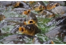 Smażalnia Ryb Złoty Potok