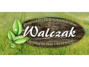 Krzewy Ozdobne Walczak Gospodarstwo Szkółkarskie:drzewa iglaste, krzewy iglaste, ziemia ogrodnicza,krzewy ozdobne iglaste Żelazówka, Dąbrowa Tarnowska