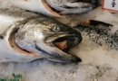 Łosoś Hurt-Detal: ryby świeże i mrożone, sałatki rybne, przetwory rybne, ryby wędzone, wyroby garmażeryjne Oborniki