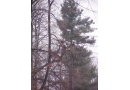 Park Leśny: pielęgnacja drzew, wycinanie drzew, przesadzanie drzew, konserwacja zieleni, utylizacja gałęzi Gliwice