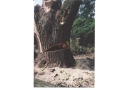 Park Leśny: pielęgnacja drzew, wycinanie drzew, przesadzanie drzew, konserwacja zieleni, utylizacja gałęzi Gliwice