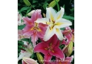 Benex: cebule kwiatowe, nasiona, nasiona kwiatów, trawy, akcesoria ogrodnicze, systemy nawadniania Chrzypsko Wielkie