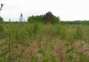 Nadleśnictwo Sieniawa: ochrona środowiska, ochrona lasów państwowych, sprzedaż drewna, sadzonki drzew iglastych i liściastych