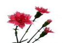 Green Team Poznań: import kwiatów ciętych, sprzedaż kwiatów ciętych, kwiaty cięte z Kolumbii, dodatki florystyczne, hurtownia kwiatów ciętych
