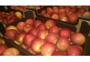 Prima 2000: eksport jabłek, jabłka, jablka, jabłka przemysłowe, jabłka export, export gruszki, eksport gruszki, jabłka handel, Warka, Grójec