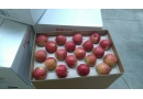 Prima 2000: eksport jabłek, jabłka, jablka, jabłka przemysłowe, jabłka export, export gruszki, eksport gruszki, jabłka handel, Warka, Grójec