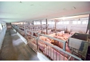 Rzeźnik Sp.j: punkt odpoczynku dla zwierząt, baza hotelowa dla zwierząt rzeźnych, opieka nad zwierzętami, wyroby podrobowe, wędzonki Zbuczyn